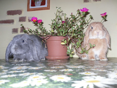 BUNNY & ARIEL, Crema