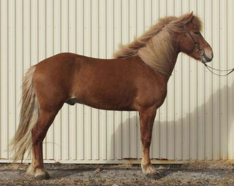 Figure 1. La position idéale du cheval pendant le jugement de la morphologie. Les antérieurs sont verticaux et les canons des postérieurs sont également verticaux, le cheval n'est pas tendu, ni à l'avant, ni à l'arrière.