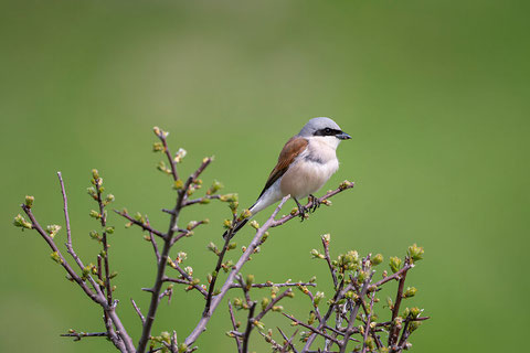 Bild von Michael Gerber, BirdLife