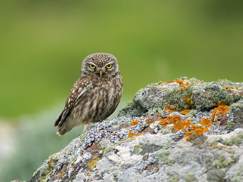 Foto: Eduard Germann