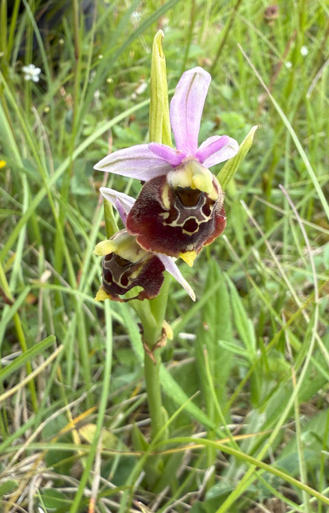 Ophrys holosericea, Hummel-Ragwurz, Magerrasen,