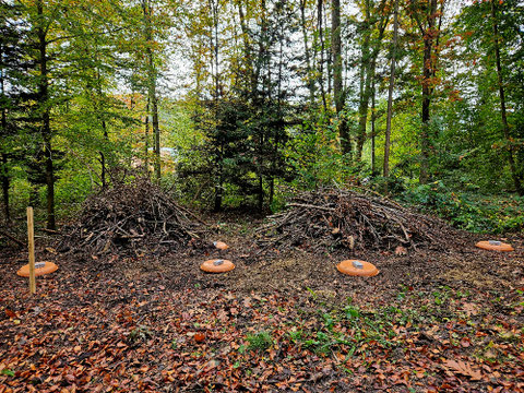 Abb. 3. Neuer Standort mit abgedeckten Wannen und Asthaufen, Foto: Allen Maier