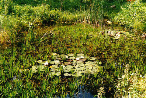 Seerosenweiher (5), Foto H. Durrer, 13.7.1999