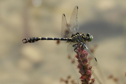 Libellen, Gewässer, Natur- und Erlebnisweiher an der Birs, Kleine Zangenlibelle