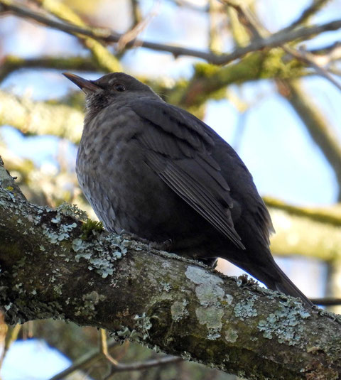 Amsel, Frühling, Mooswasen