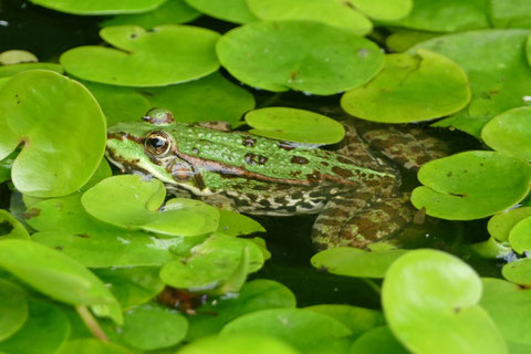 Wasserfrosch-Komplex