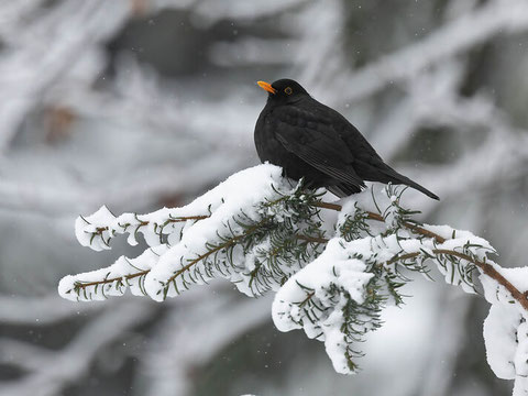 Amsel