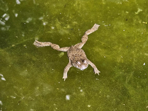 Gelbbauchunke, Bombina variegata, Roten Liste, vulnerable, Unkenwannen, Erlenhof, Räbgartenhag