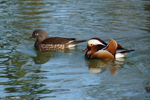 Coppia di anatre mandarine