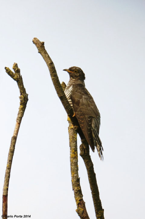 Cuculo, juv