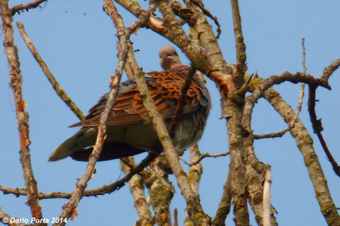 Tortora selvatica