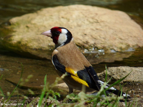 cardellino