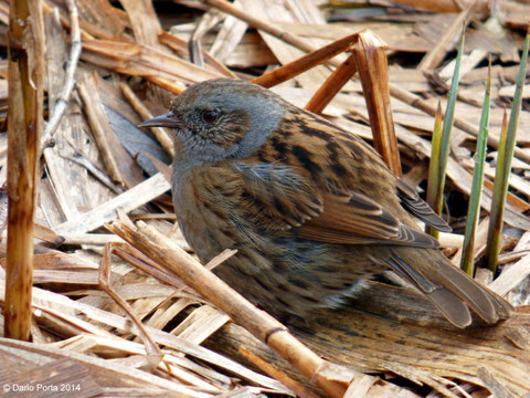 Passera scopaiola