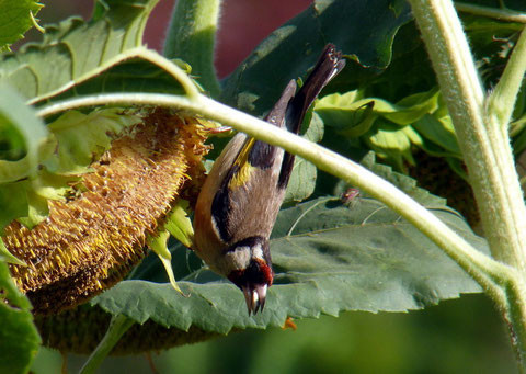 Cardellino su, anzi "sotto" girasole