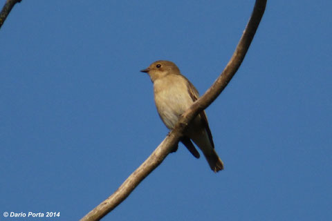 Balia nera