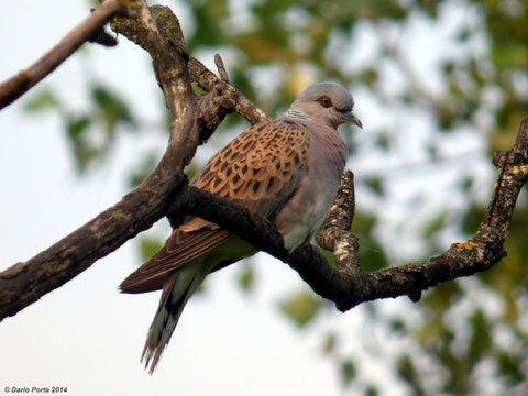 Tortora selvatica