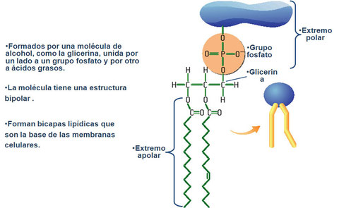 imagen de un fosfolípido: tomado de www.docentes.navarra.es
