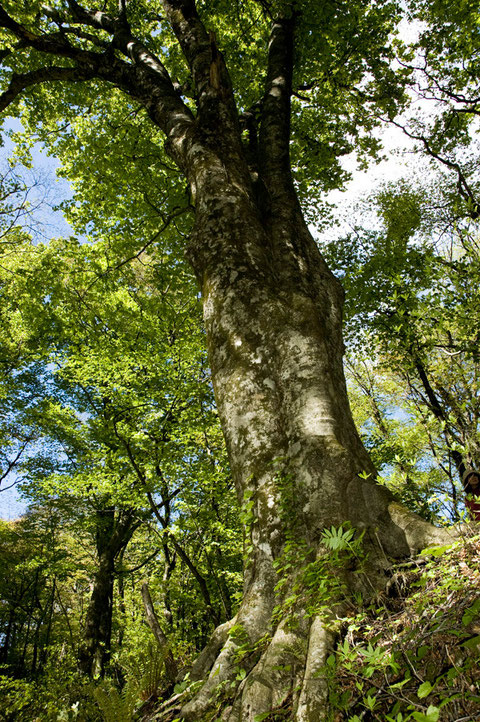 幹周4.57m　撮影　2010年