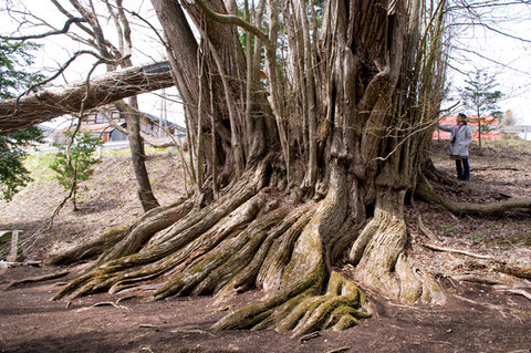 カツラ - 東北巨木調査研究会