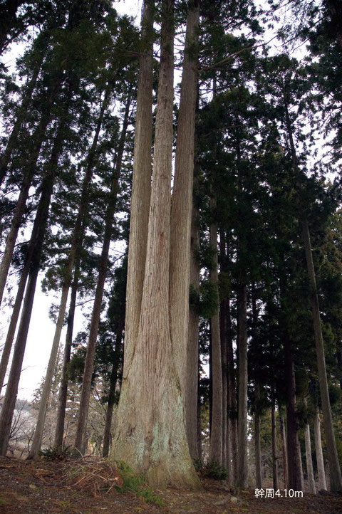 幹周4.1ｍ　2010年