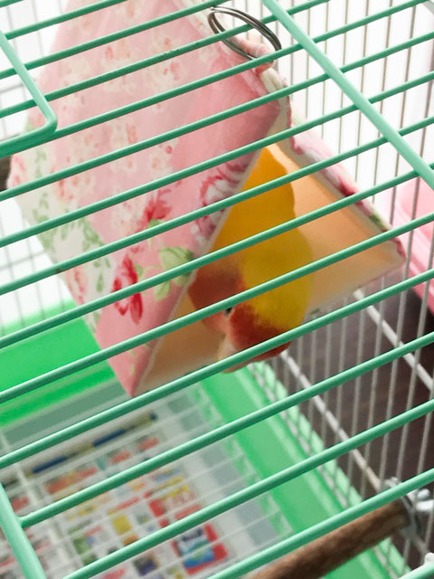 すずやかバードテント 感想