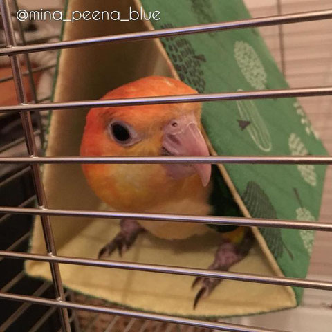 すずやかバードテント 感想