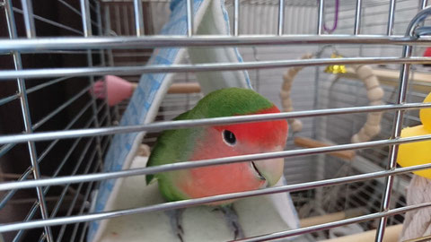 すずやかバードテント