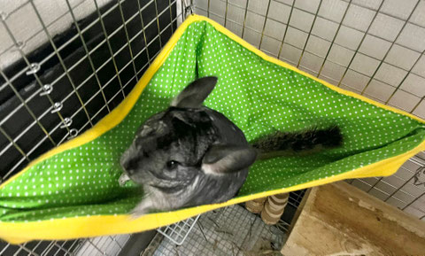 チンチラ コーナー ハンモック ベッド 春夏用 （デグー