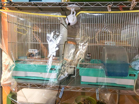 鳥インコ 鳥かご 保温 カバー 手作り 犬 ペット 鳥 犬 猫 ケージ 鳥インコ 鳥かご 保温 カバー 手作り 犬 ペット 鳥 犬 猫 ケージ