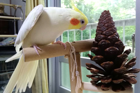 鳥用 天然木 おもちゃ(パインコーン)