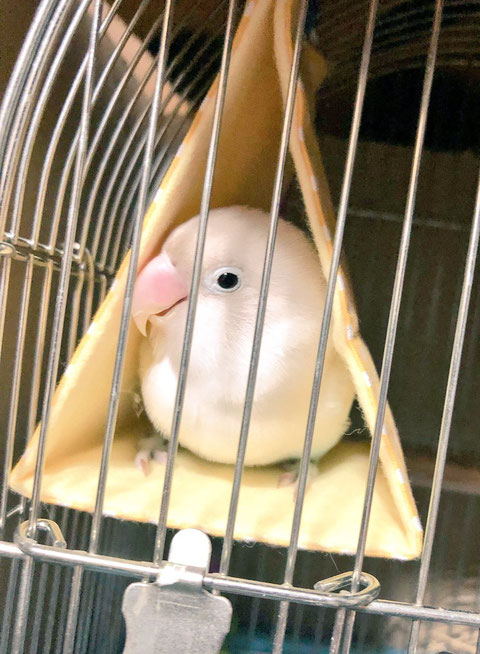 バードテント バードベッド