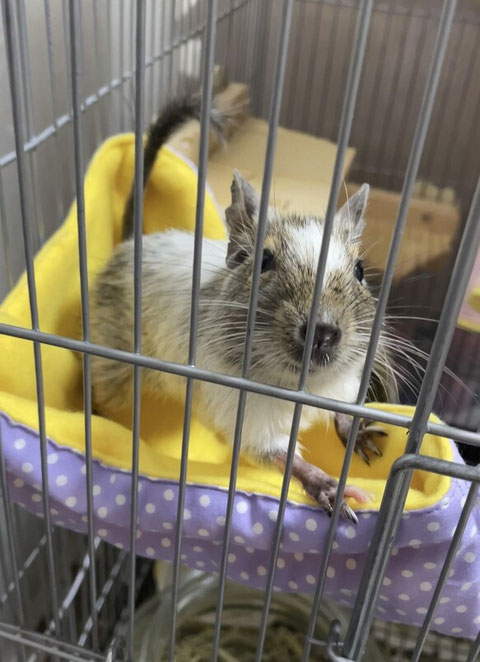 デグー コーナー ハンモック ベッド 寝床（シマリス・モモンガ