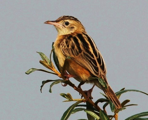 http://planetbirds.blogspot.it
