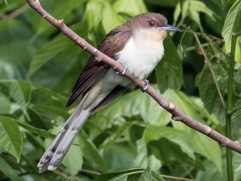 https://www.allaboutbirds.org/