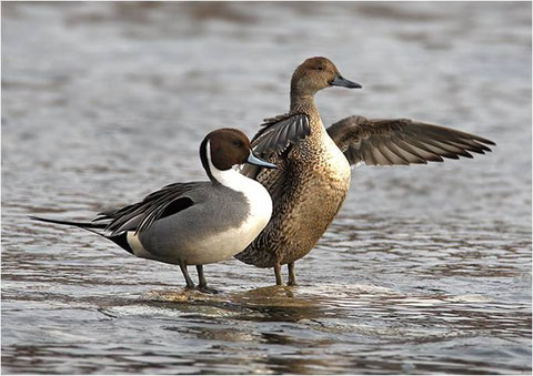 http://www.birdskorea.org