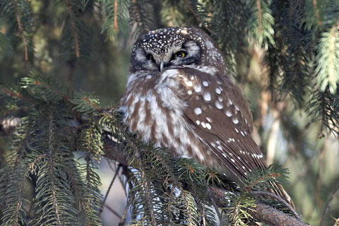 http://birds.audubon.org