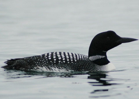 http://www.algomahighlandsconservancy.org/