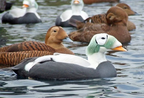 http://animales.org.es