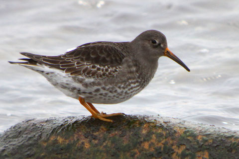 http://10000birds.com