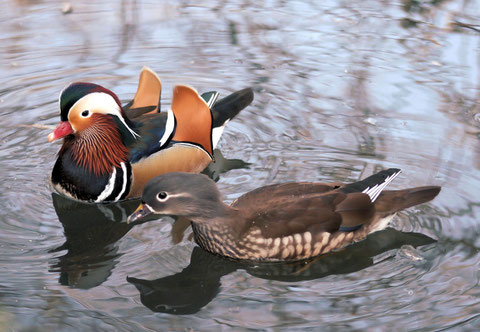 http://www.planetofbirds.com