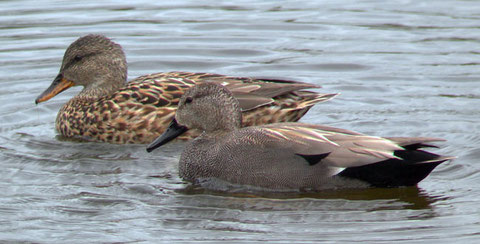 http://www.pt-ducks.com