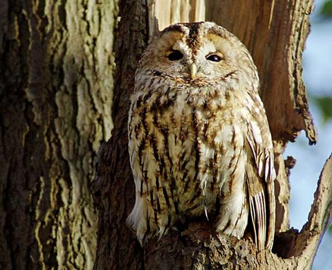 www.birds-of-denmark.dk