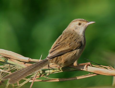 http://www.birding.in