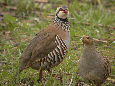 http://www.oiseaux.net