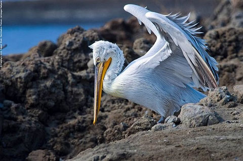 http://orientalbirdimages.org