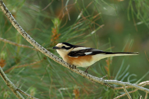 http://leesbird.com
