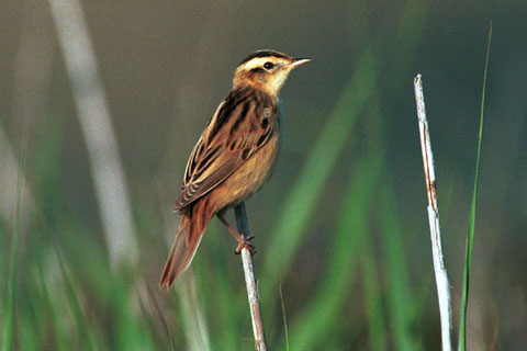www.birdwatching.pl