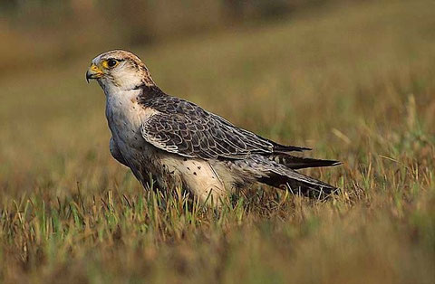 http://www.greifvogelmonitoring.de
