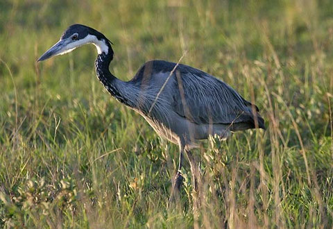 www.wildlife-pictures-online.com