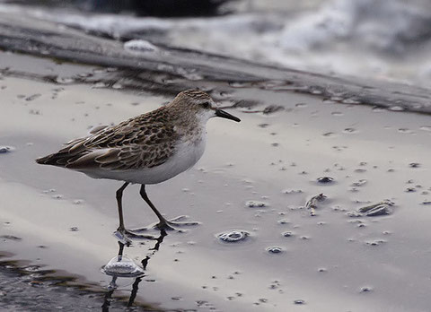 http://www.surfbirds.com